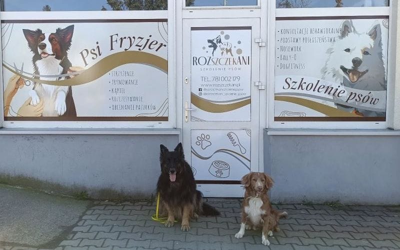 owczarek niemiecki i toler z nowej szkocji siedzące pod salonem groomerskim